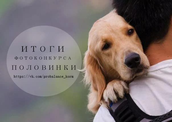 Итоги фотоконкурса "Половинки" Итоги фотоконкурса "Половинки"
