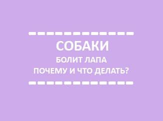 Болит лапа у собаки Болит лапа у собаки