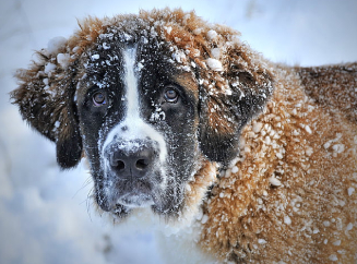 Как зимой кормить собак и кошек