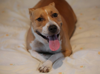 Хвостатый разрушитель