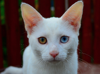 От чего зависит цвет глаз кошек