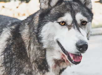 Когда собака стала другом человека