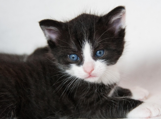 Как определить пол котенка