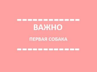 Важно: первая собака! Важно: первая собака!