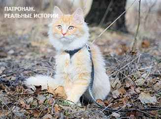 Патронаж. История трех котят Патронаж. История трех котят