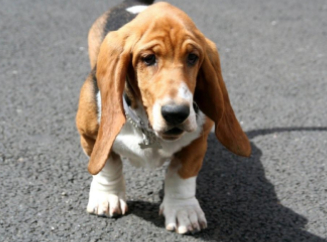 Порода бассет-хаунд
