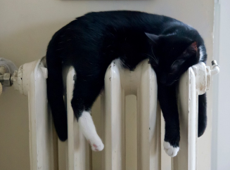 Можно ли кошкам лежать на батарее