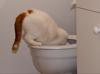 Кот на белом троне