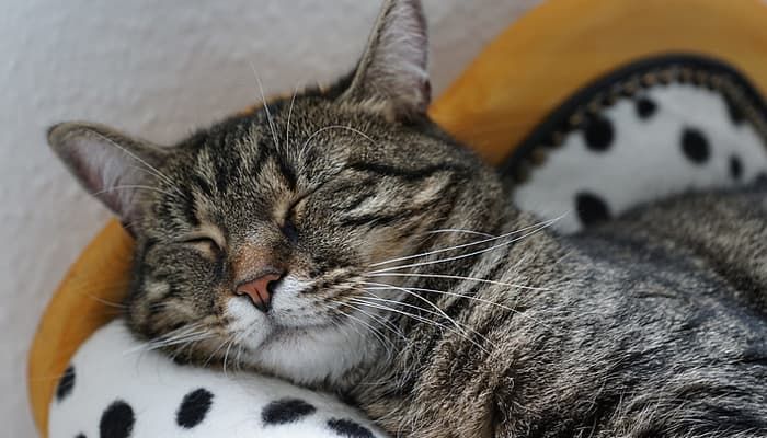 Почему кошки предпочитают спать на своих хозяевах: научные объяснения