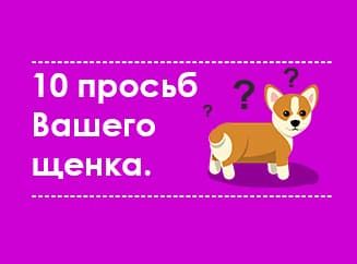 10 просьб щенка 10 просьб щенка