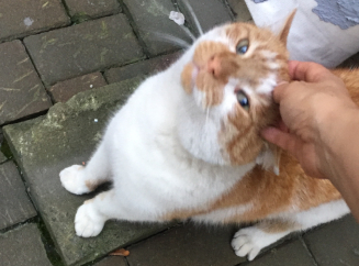 Могут ли кошки отличать хозяина по запаху 