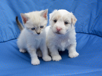 Как выбрать питомца у заводчика 