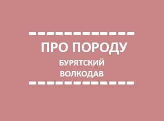 Про породу: бурятский волкодав Про породу: бурятский волкодав