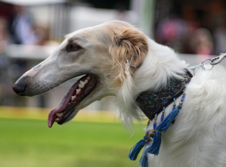 Русская псовая борзая