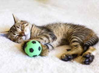 Игра с котёнком Игра с котёнком
