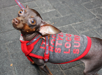 Одежда для собак: мода или необходимость 