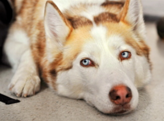 Как совместить несовместимое: питомец и ремонт