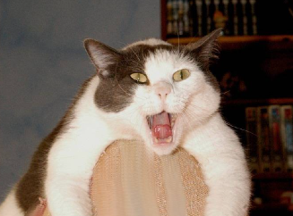 Как защитить питомца от грохота петард 