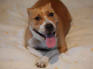 Почему собака писает на кровать