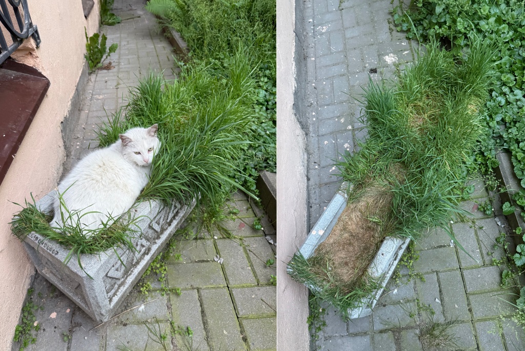 Коты в огороде.jpg