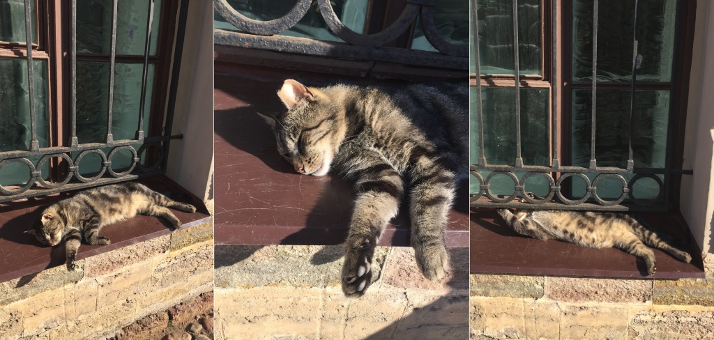 Кот Дантес.jpg